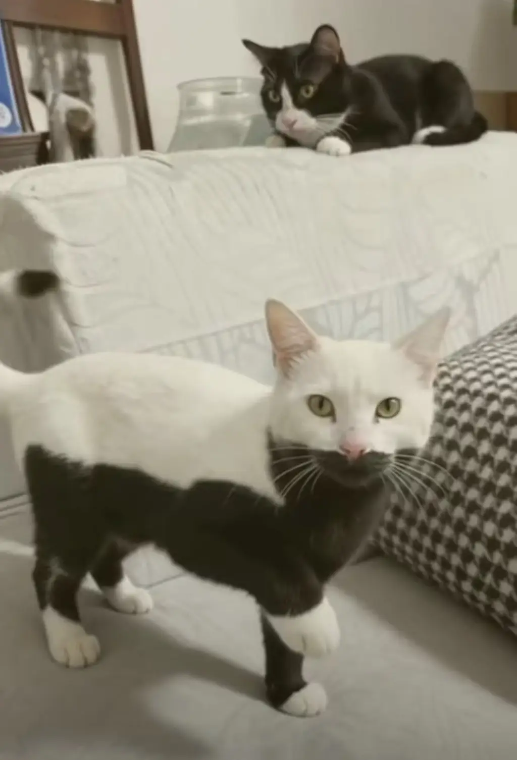 霓虹国警视厅同款涂装的猫猫-百货之家