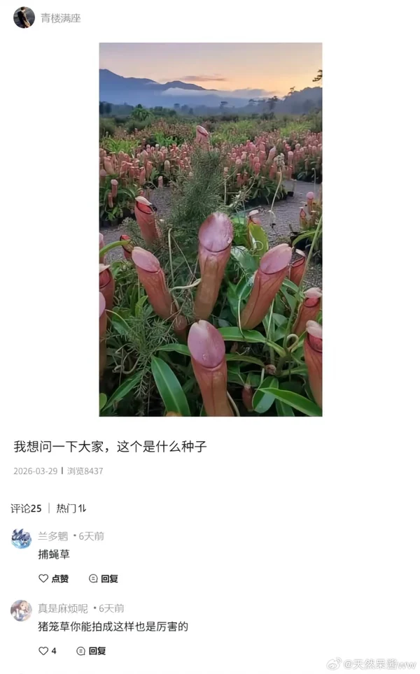 请问一下这是什么植物？-百货之家